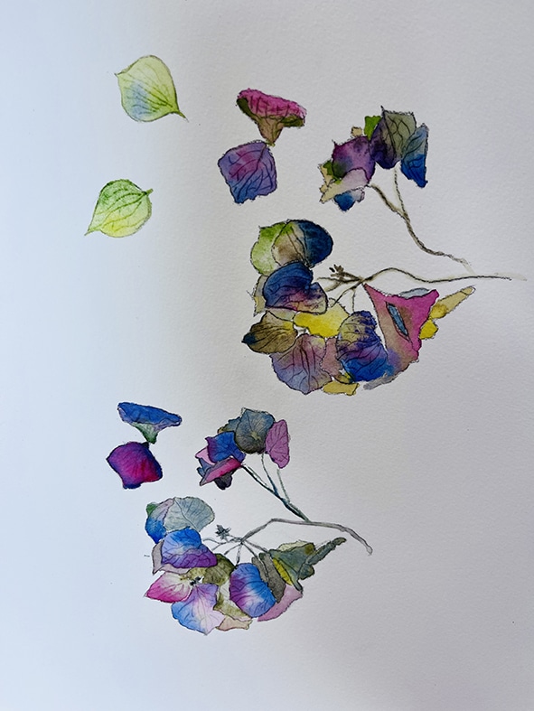 Fleurs aquarelle hortensia 7