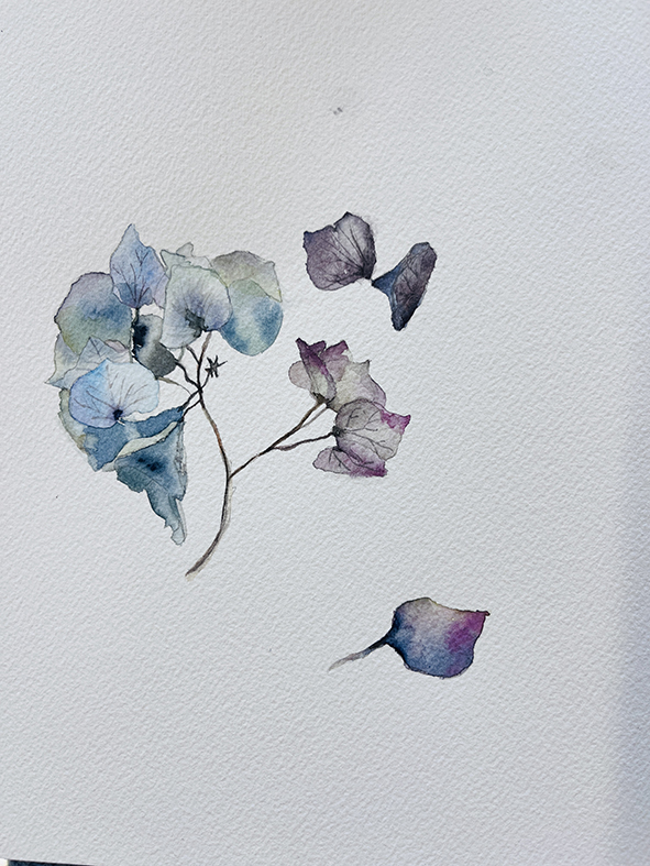 Fleurs aquarelle hortensia 10