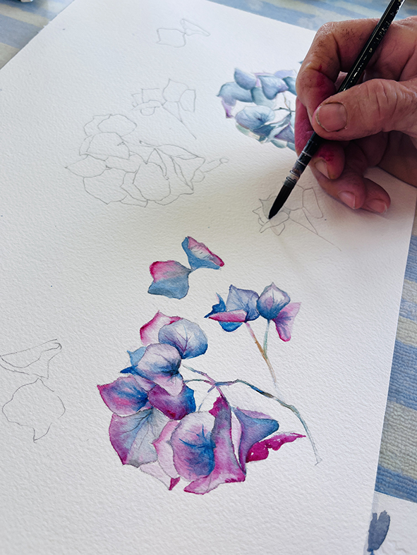 Fleurs aquarelle hortensia 12