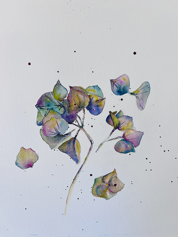 Fleurs aquarelle hortensia 22