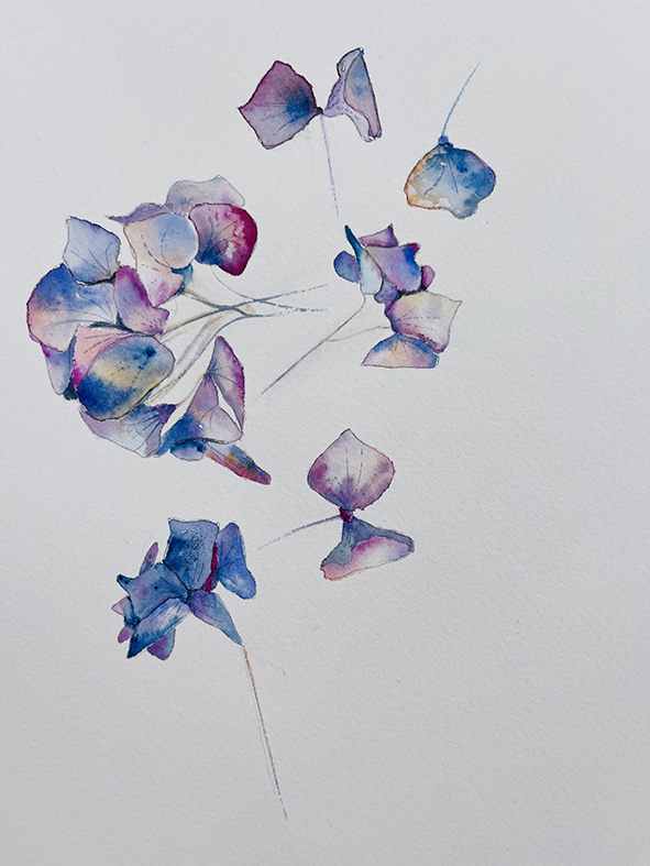 Fleurs aquarelle hortensia 26