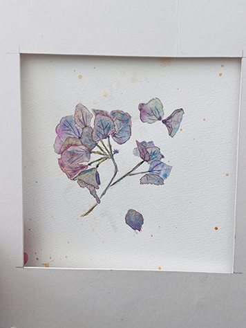 Fleurs aquarelle hortensia 29