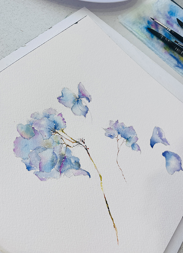 Fleurs aquarelle hortensia 31