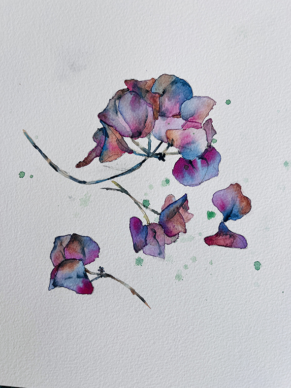 Fleurs aquarelle hortensia 33