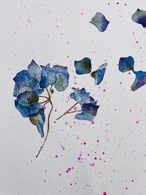 Fleurs aquarelle hortensia 35