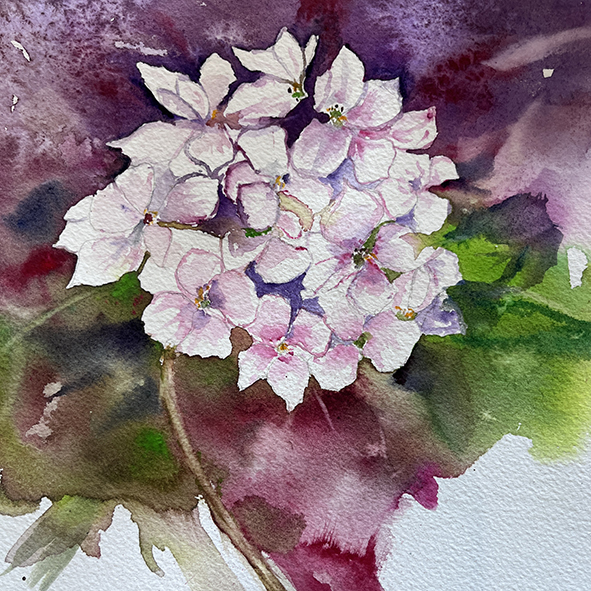 Fleurs aquarelle hortensia 38