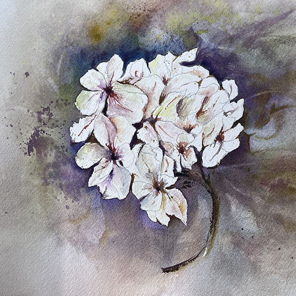 Fleurs aquarelle hortensia 42