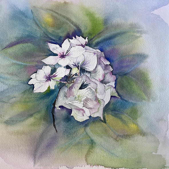 Fleurs aquarelle hortensia 43