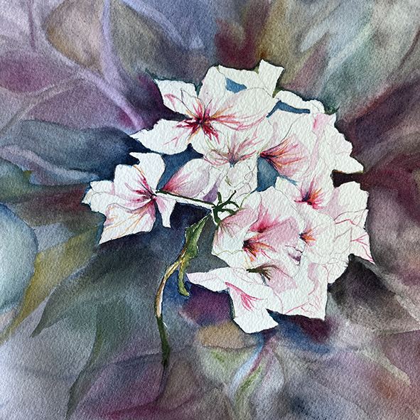 Fleurs aquarelle hortensia 45