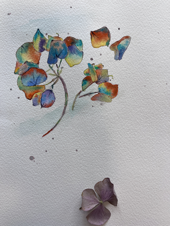 Fleurs aquarelle hortensia 48