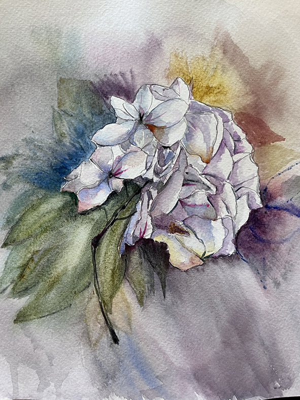 Fleurs aquarelle hortensia 52