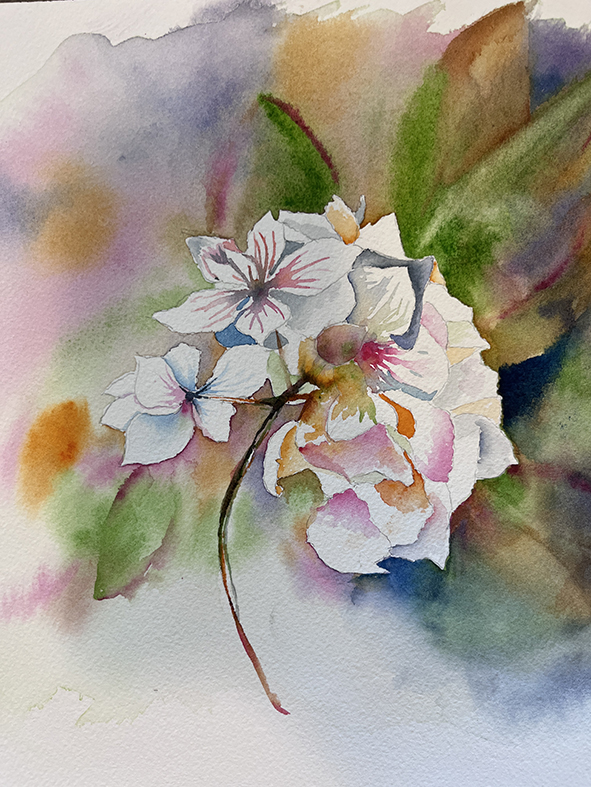 Fleurs aquarelle hortensia 53