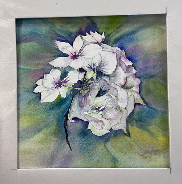 Fleurs aquarelle hortensia 59