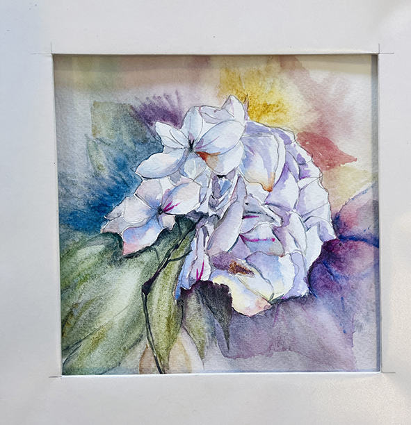 Fleurs aquarelle hortensia 63