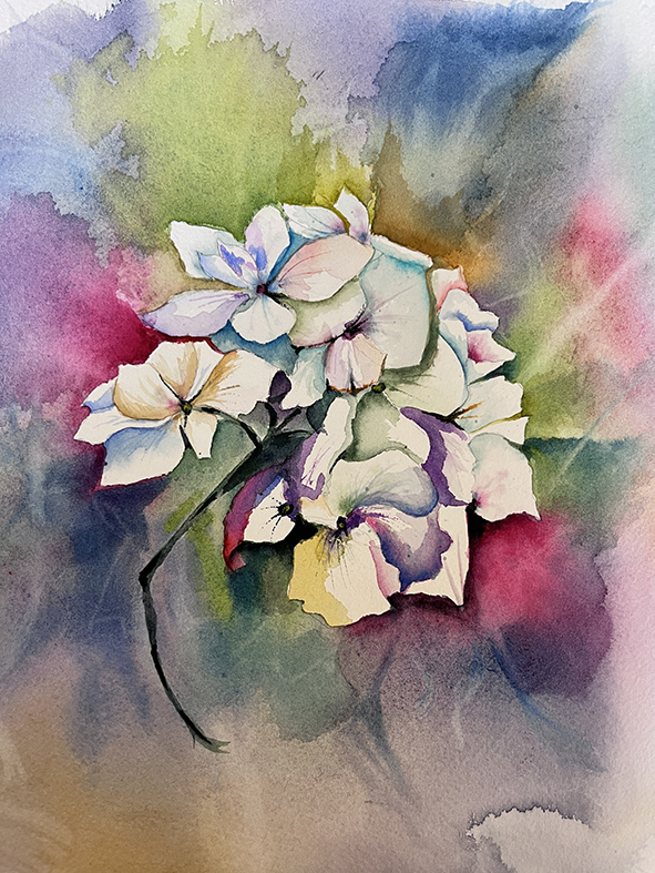 Fleurs aquarelle hortensia 65