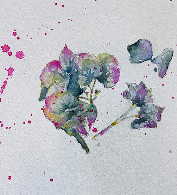 Fleurs aquarelle hortensia 68