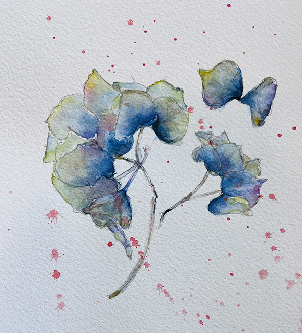 Fleurs aquarelle hortensia 69