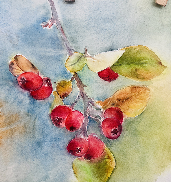 Aquarelle baies rouges