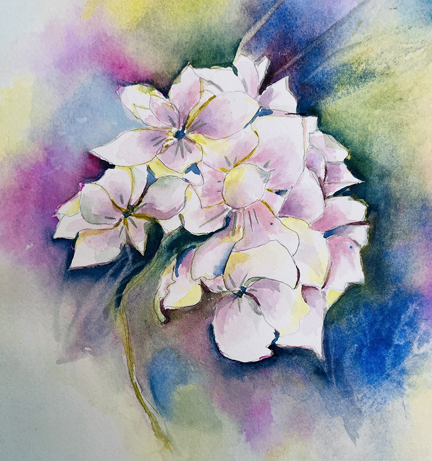 Fleurs aquarelle hortensia 72