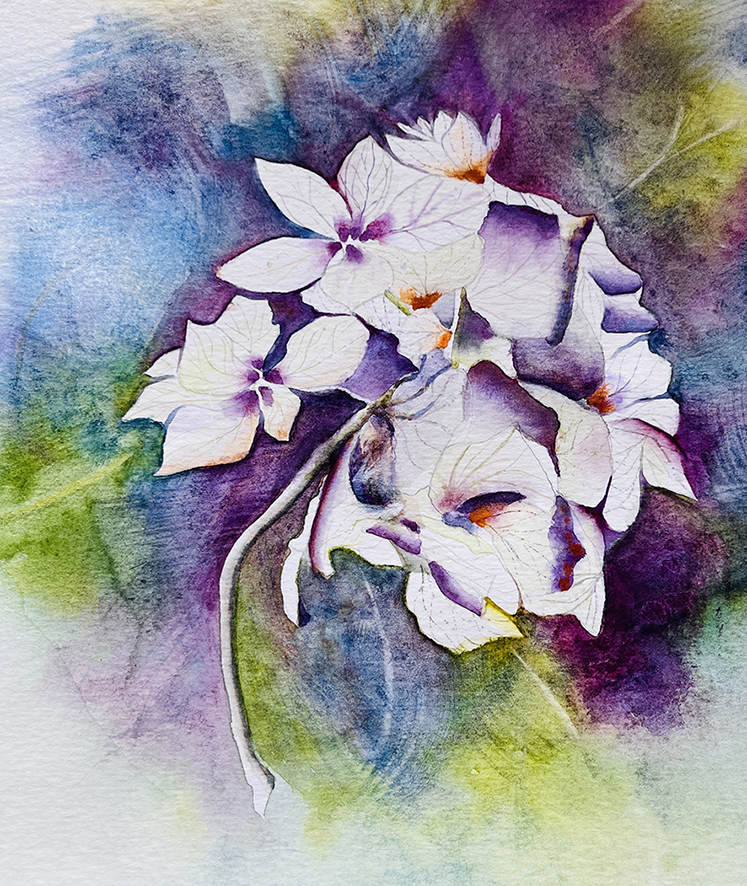 Fleurs aquarelle hortensia 73