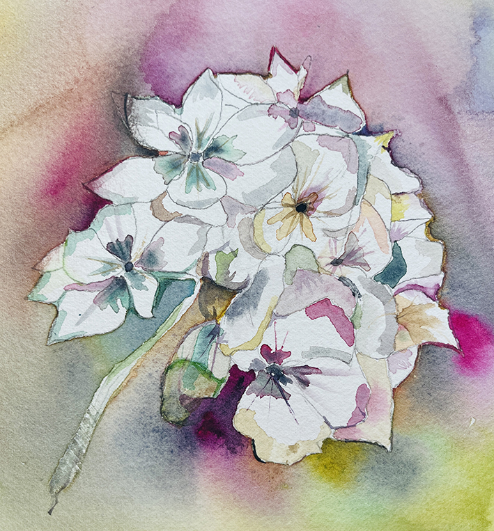 Fleurs aquarelle hortensia 74